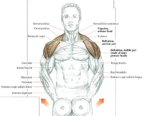 What Wikipedia Can Not Tell You About Shoulder Lateral Raises • Stephane Andre