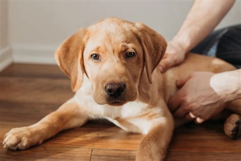 Unraveling The Charm and Character of Labrador Retrievers: Everything You Need to Know