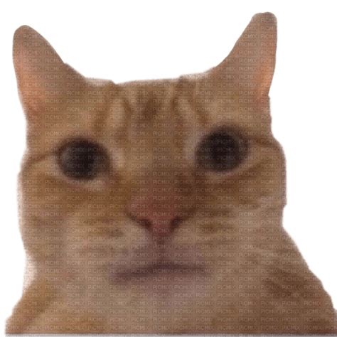 Orange cat selfie meme, cat , funny , meme , orange , selfie - Free PNG ...