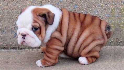 baby english bulldog puppies - Madie Connolly