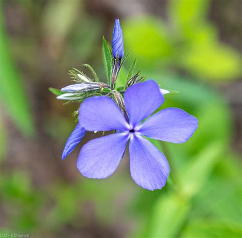 Wild Blue Phlox (Phlox Divaricata) | MC^2 Nature Photography