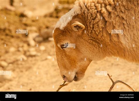 Sheep (Ovis aries Stock Photo - Alamy