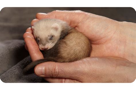 Ferrets And Babies - Safety Pet Care Tips for Your Children