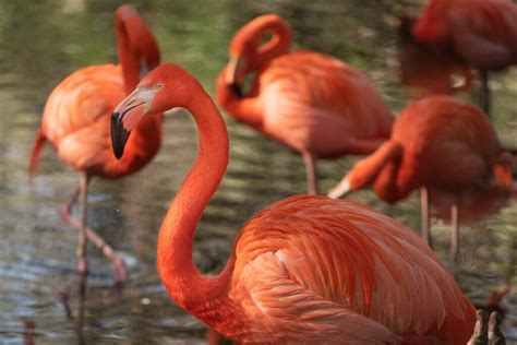 21+ Best Places to See Flamingos in Florida in 2024 • Authentic FL