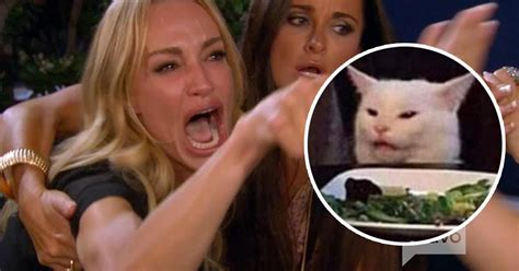 Top 13 woman yelling at cat meme in 2023 - Kiến Thức Cho Người lao Động Việt Nam