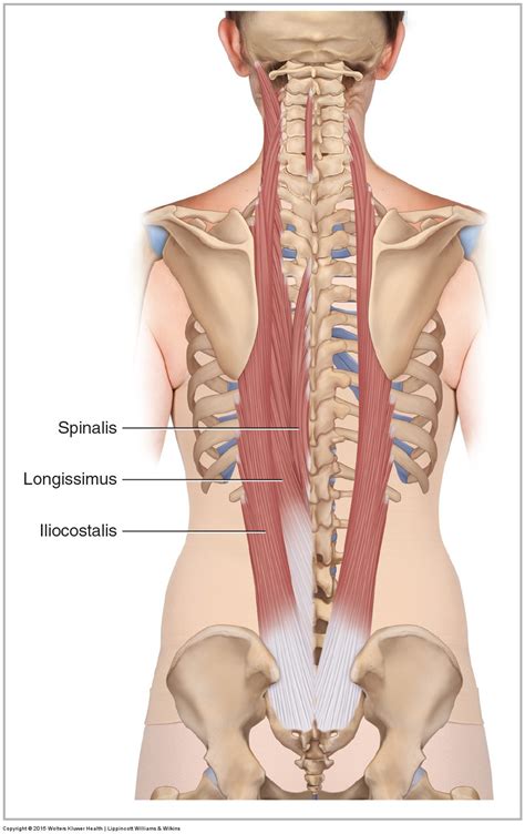 Muscles Of The Lower Back Diagram - Muscles Of The Lumbar Spine Of The Trunk : Stronger muscles ...