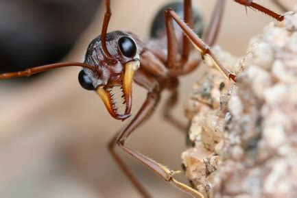 Why a bull ant's sting is much worse than its bite - ABC News