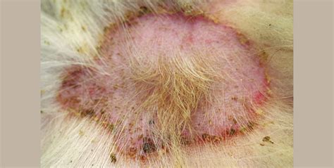 Are Dog Bacterial Skin Infections Contagious