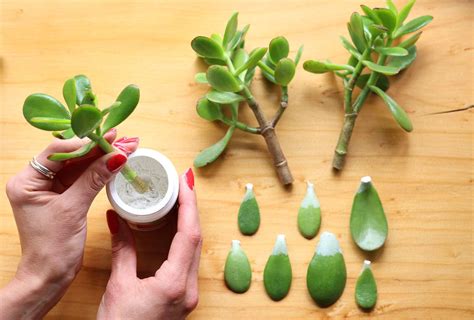 How to Propagate a Jade Plant: 3 Effective Methods