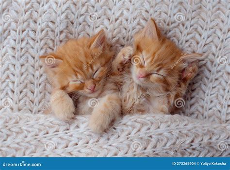 Gatitos Lindos Durmiendo En Una Manta De Piel. Concepto De Felinos Adorables Felices Foto de ...