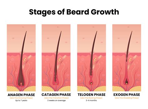 How Fast Does Beard Hair Grow? – Black Comb Beards