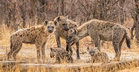 Hyena - A-Z Animals