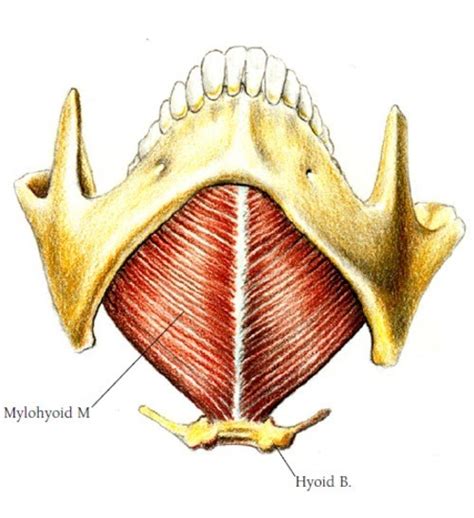 HUMAN MUSCULAR SYSTEM: Mylohyoid Muscle