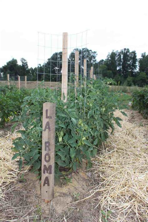 How to Make a DIY Tomato Trellis