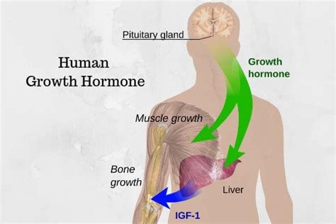 What is Human Growth Hormone? Replacement and Side Effects