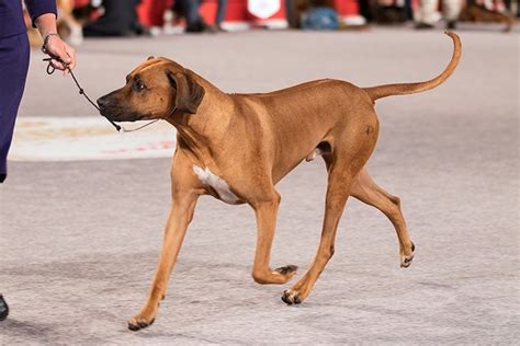 Rhodesian Ridgeback Facts: 10 Things to Know About These Hounds