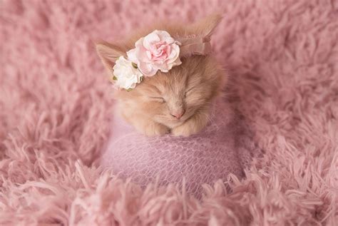 Adorable newborn photoshoot will make you want kittens over kids