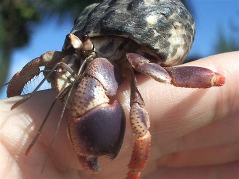 Guide to the Types of Hermit Crabs: Land Hermit Crab Species | PetHelpful