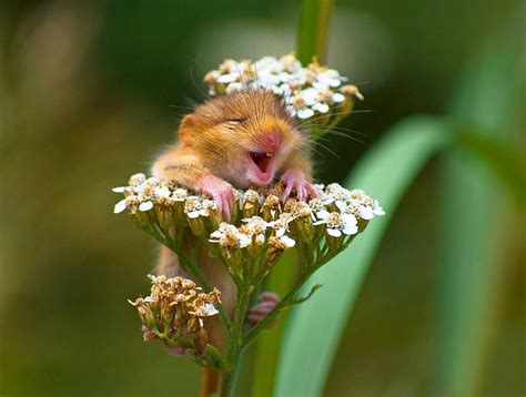 28 Teeny Tiny Wild Mice | Bored Panda