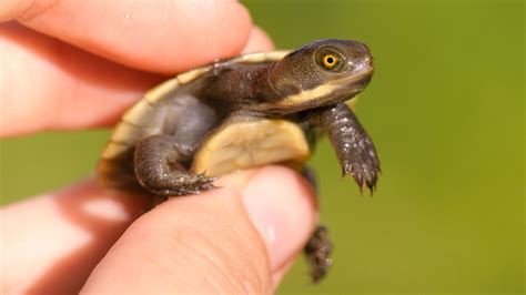 Baby Turtle Eating