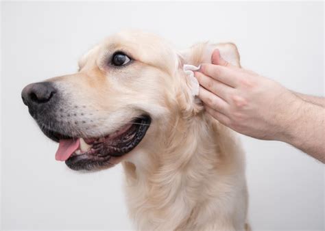 Deep Ear Cleaning For Dogs | Placentia Vets