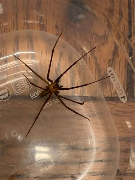 Where Do Brown Recluse Spiders Live | U.S. Pest Protection