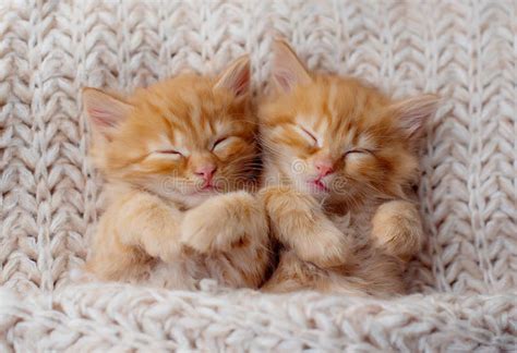 Gatitos Lindos Durmiendo En Una Manta De Piel. Concepto De Felinos Adorables Felices Imagen de ...