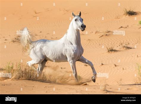 Arabian Horse. Gray adult galloping in the desert. Abu Dhabi Stock Photo - Alamy