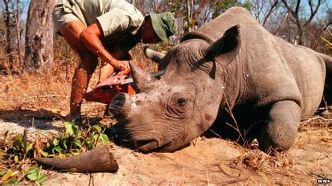 Rhino Horn Poaching