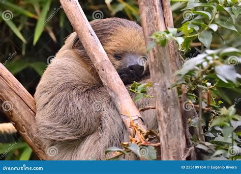 Cute Sloth Sleeping among Tree Branches. Stock Photo - Image of love, ecology: 225109164