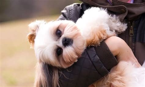 15 Facts About Raising and Training Shih Tzu Dogs - PetTime