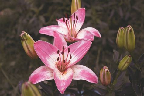 What Are Lilies? Lily Flower Meaning & Symbolism