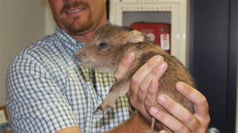 Baby javelina found on Tucson road