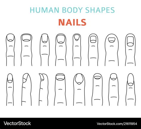 Human body shapes hand finger nail types set Vector Image