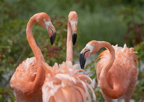 Are Flamingos Native To Florida? | Here & Now