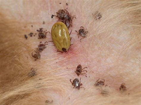 How Long Can A Tick Survive Inside Your Home?