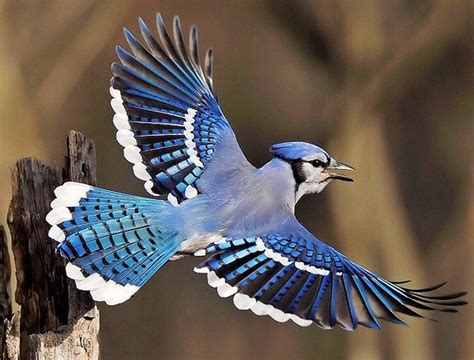 BLUE JAY in flight (Cyanocitta cristata) ©Jim Ridley The Blue Jay is a bird native to North ...