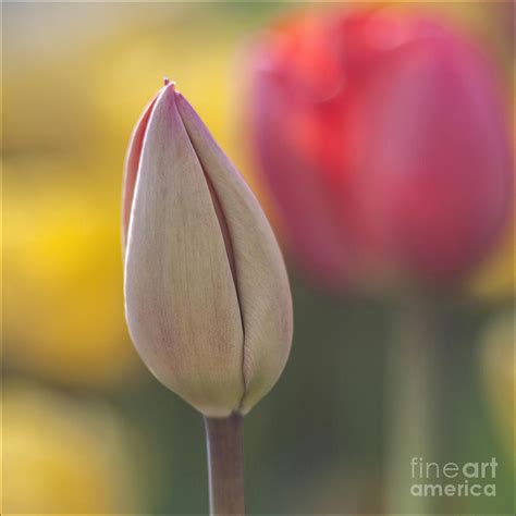 Tulip bud Photograph by Eden Breitz