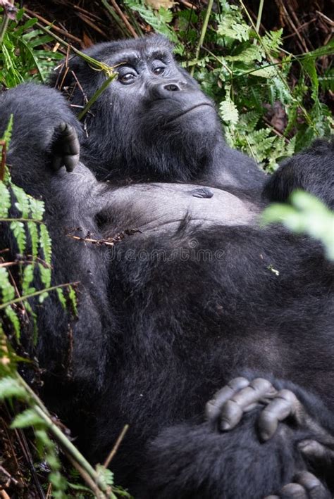 The Mountain Gorilla Gorilla Beringei Beringei Stock Image - Image of book, forest: 176715011