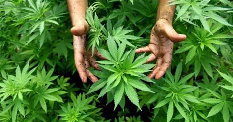 Uttarakhand To Become First Indian State To Legalise Cannabis Cultivation - Indiatimes.com