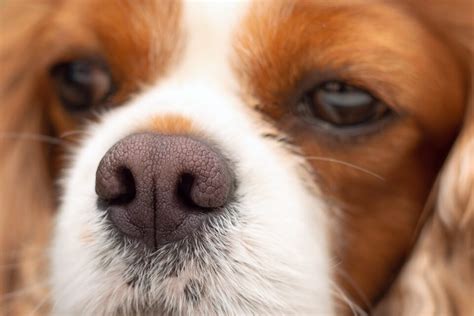 Why Is My Dog's Nose Dry? (Top 11 Reasons & What to Do)