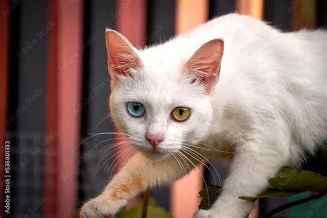 Khao Manee thai cat They can have blue eyes, gold eyes or odd-eyes with one of each colour ...