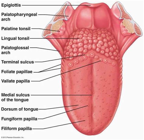 Tongue Anatomy Human with Label - Health Images Reference