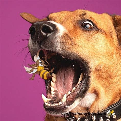 My Dog Ate a Bee-What to do?- Carolina Honeybees