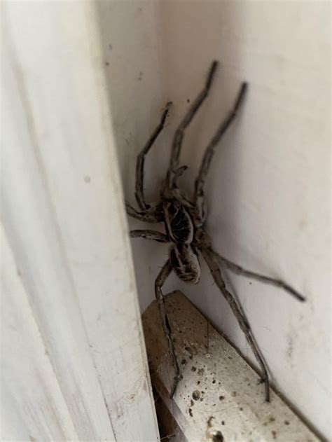 how often should I feed my baby huntsman spider? : arachnids