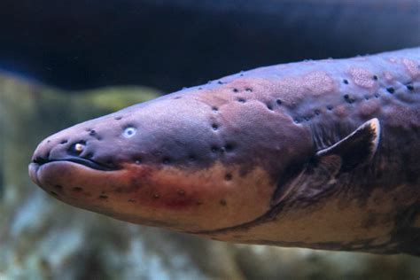 New Electric Eel Species Zaps With Highest Voltage Of Any Known Animal | lupon.gov.ph