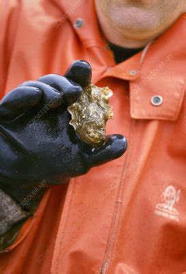 Oyster farming - Stock Image - E766/0100 - Science Photo Library