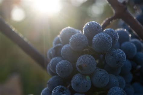 Cabernet Sauvignon Grapes in Napa Valley - Churchill Manor