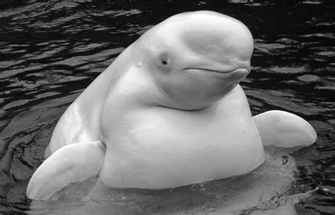 Beluga Whale Facts, Habitat, Sounds, Diet, Baby, Videos, Pictures