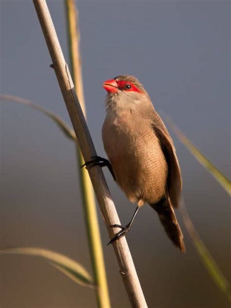 The Common Waxbill - The Finch Weekly